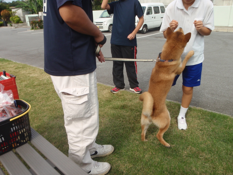 動物に携わる仕事について 沖縄県愛玩動物協会