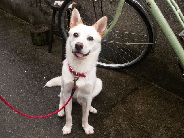 住所 呉市 名前 ｔ ｔ 様 動物愛護センター名 呉市動物愛護センター 譲渡年月 ２００９年２月 質問1 動物愛護センターから動物をもらおうと思ったきっかけは何ですか 犬を飼いたいと思ってから インターネットで調べていく内に 保健所で譲渡